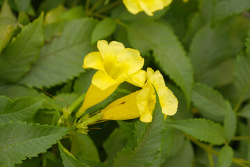 Yellow trumpetbush (Tecoma stans) Called Yellow bell or Yellow Elder Flower, trumpet flower, Beautiful bunch of yellow flowers closeup with green leaves Background, tecoma stans