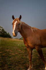 Obraz premium horse in the field