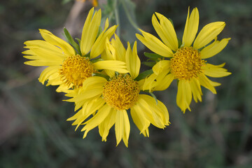 Golden Crownbeard (Also called Golden Crownbeard, Copen Daisy, golden crown beard) in the nature, Golden Crownbeard Flower closeup,Beautiful yellow flower closseup in nature Chakwal, Punjab, Pakistan