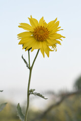 Golden Crownbeard (Also called Golden Crownbeard, Copen Daisy, golden crown beard) in the nature, Golden Crownbeard Flower closeup,Beautiful yellow flower closseup in nature Chakwal, Punjab, Pakistan