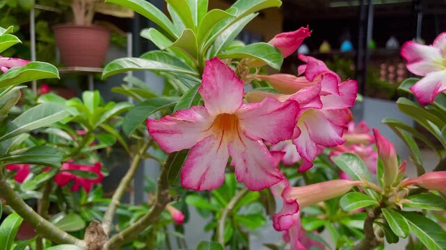 adenium obesum flowers bloom on the trees blown by the gentle breeze, the petals are red with a bright center.