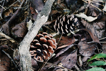 가을날 솔방울 두개