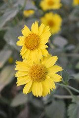Golden Crownbeard (Also called Golden Crownbeard, Copen Daisy, golden crown beard) in the nature, Golden Crownbeard Flower closeup,Beautiful yellow flower closseup in nature Chakwal, Punjab, Pakistan