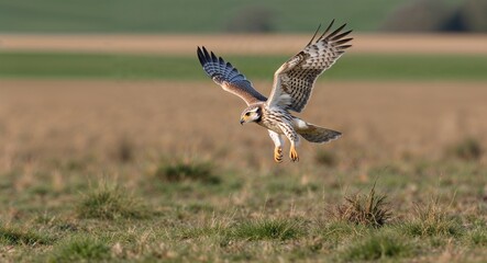 Kestrel hunting in field 