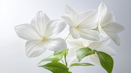 Fototapeta premium Delicate white flowers with green leaves against a light background