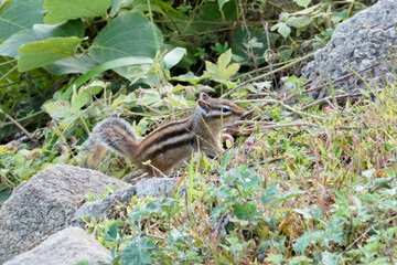 Obraz premium 산골짜기 풀숲 다람쥐 한마리