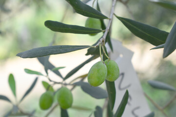 unripe green olives on tree closeup, Olive-tree branch with unripe green olives, olive tree...