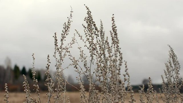 Dry sagebrush