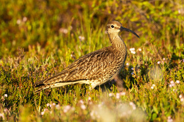 A large wader Common whimbrel walking around on a summery wetland in Riisitunturi National Park, Northern Finland	