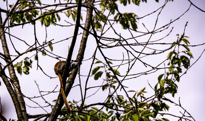 Naklejka premium A tamarin, erched on a branch in a tall tree, surrounded by sparse branches and leaves.