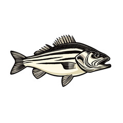 Fototapeta premium Striped Bass fish vector