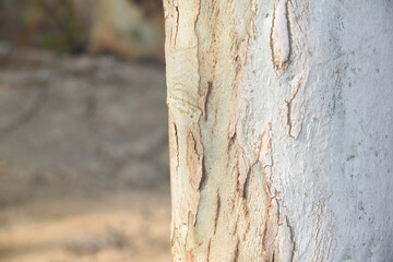 Eucalyptus tree bark texture, Bark of eucalyptus tree, seamless texture, a eucalyptus tree bark texture background image