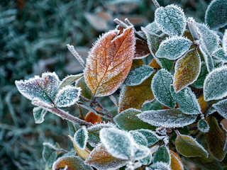 Texture of frosty leaves. Natural vintage seasonal background with frozen leaves on branches. Close-up.