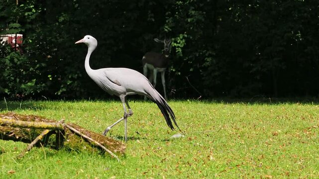 The Blue Crane, Grus paradisea, is an endangered bird specie endemic to Southern Africa. It is the national bird of South Africa