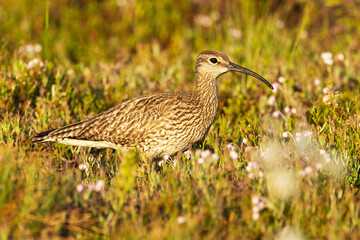 A large wader Common whimbrel walking around on a summery wetland in Riisitunturi National Park, Northern Finland	
