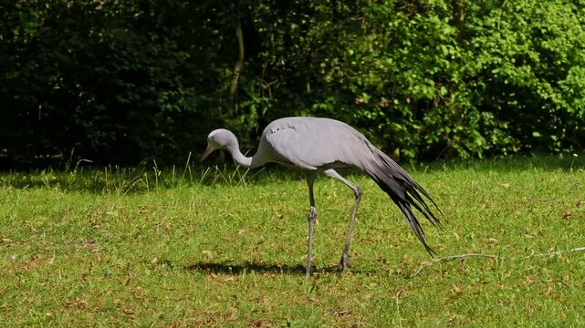 The Blue Crane, Grus paradisea, is an endangered bird specie endemic to Southern Africa. It is the national bird of South Africa