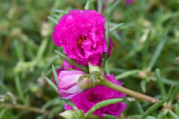 Portulaca grandiflora or moss rose purslane flower closeup, Closeup red moss rose purslane (portulaca grandiflora) flowers in garden tropical, delicate dreamy of beauty of nature with green leaves