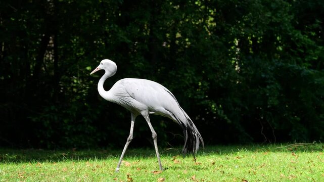The Blue Crane, Grus paradisea, is an endangered bird specie endemic to Southern Africa. It is the national bird of South Africa