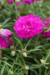 Portulaca grandiflora or moss rose purslane flower closeup, Closeup red moss rose purslane (portulaca grandiflora) flowers in garden tropical, delicate dreamy of beauty of nature with green leaves