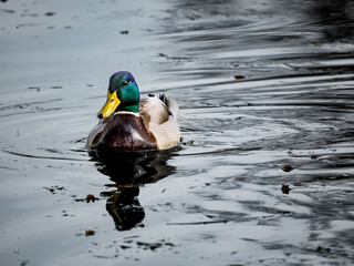 Pato de cuello verde nadando en el agua