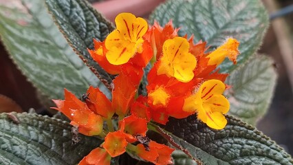 Chrysothemis pulchella Begônia Negra
