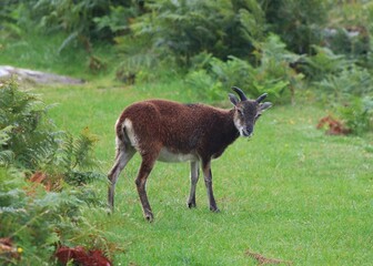 Soay sheep on the Holy Isle