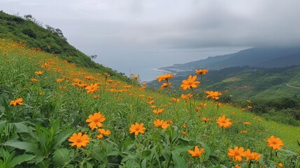 Fototapeta premium Vibrant Orange Flowers on Coastal Hilltop Landscape
