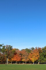 Autumn in High Park Sky