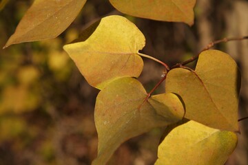 Yellow Autumn Leaves about to Fall