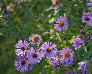 Purple Flowers with a Bee