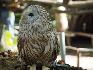 エゾフクロウのポートレート