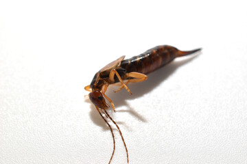 An insect with a forked tail, this earwig sits on a white background.
