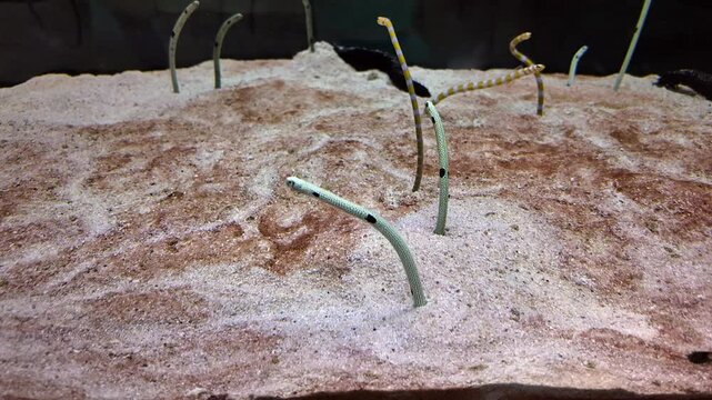 Spotted Garden Eels (Heteroconger Hassi) Catching And Eating Planktons While Buried On The Sand. - close up