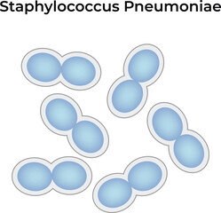 Staphylococcus Pneumoniae Science Vector Illustration