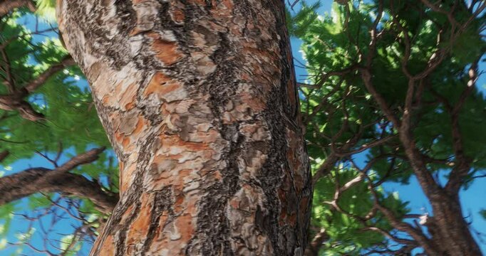 Tree trunk branches from below with sunlight nature green environment, during daytime, at afternoon