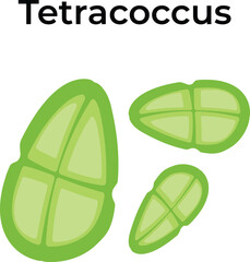 Tetracoccus Bacteria Science Vector Illustration