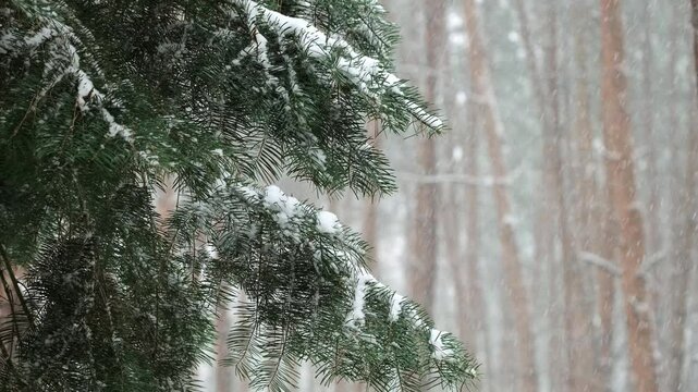 Winter scenery with snow falling on fir tree branch. Evergreen pine trees covered with fallen snow in winter forest. Christmas time Winter fairy tale. Snowing winter background. Falling snow. Snowfall