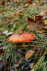 Red mushroom, also known as fly agaric or fly agaric. A common red toadstool growing in an autumn forest.