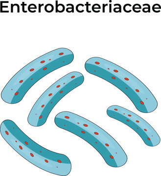 Enterobacteriaceae Design Science Vector Illustration