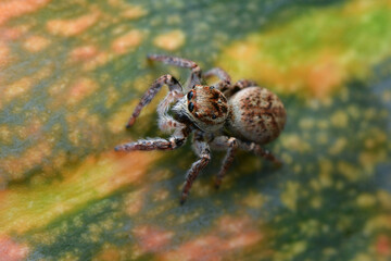 Hairy Jumping Spider
Scientific name: Carrhotus xanthogramma