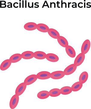 Bacillus Anthracis Science Vector Illustration