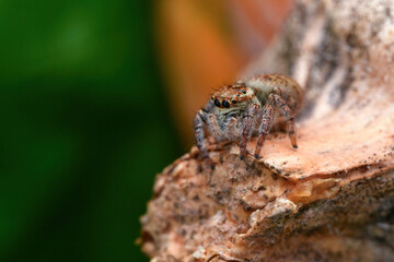 Hairy Jumping Spider
Scientific name: Carrhotus xanthogramma