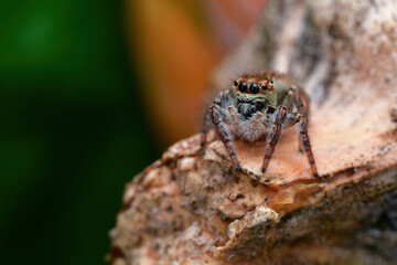 Hairy Jumping Spider
Scientific name: Carrhotus xanthogramma