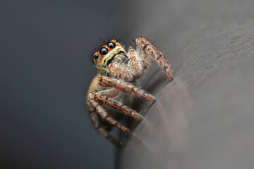 Hairy Jumping Spider
Scientific name: Carrhotus xanthogramma