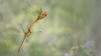 Southern Darters mating behavior - Sympetrum meridionale