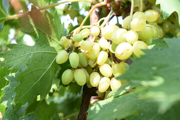 Close up of grapes hanging on Vine, Hanging grapes. Grape farming. Grapes farm. Tasty green grape bunches hanging on branch. Grapes With Selective Focus on the subject, Chakwal, Punjab, Pakistan