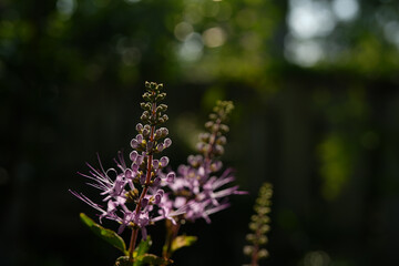 Orthosiphon aristatus, cat's whiskers or Java tea. Purple flower