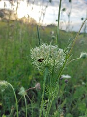 Bugs on a white flower © Sylwia