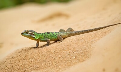 Close-up of a horned lizard walking on desert sand, curiously looking at the camera, vibrant colors, bright, photorealistic