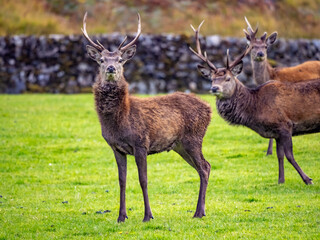 Travelling around the NC500 route in the North Coast of Scotland